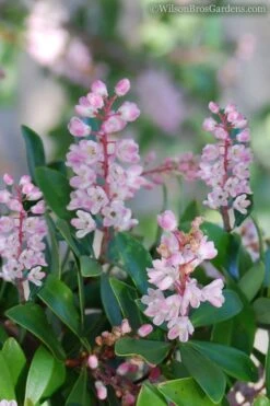 Chipolo Pink Titi Tree - Cliftonia Monophylla - 3 Gallon Pot