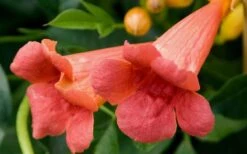 Madame Galen Trumpet Vine (Campsis) - 1 Gallon Pot -Plant Serie Store Trumpet Vine Madame Galen Flowers