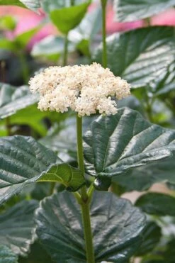 Plant Serie Store 39 All That Glows Arrowwood Viburnum - 2 Gallon Pot