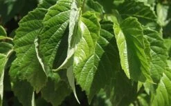 Chicago Luster Arrowwood Viburnum - 3 Gallon Pot -Plant Serie Store Viburnum Chicago Luster 1