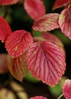 Chicago Luster Arrowwood Viburnum - 3 Gallon Pot -Plant Serie Store Viburnum Chicago Luster 4