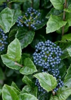 All That Glows Arrowwood Viburnum - 2 Gallon Pot -Plant Serie Store Viburnum Chicago Luster 5