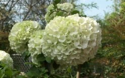 Chinese Snowball Viburnum Bush - 3 Gallon Pot -Plant Serie Store Viburnum Chinese Snowball Bloom Green