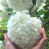 Chinese Snowball Viburnum Bush - 3 Gallon Pot -Plant Serie Store Viburnum Chinese Snowball Rev 500x750 1
