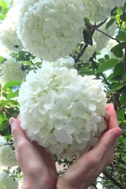 Plant Serie Store 17 Chinese Snowball Viburnum Bush - 3 Gallon Pot