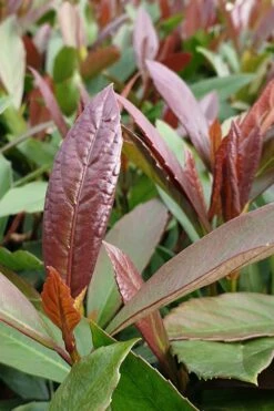 Coppertop Sweet Viburnum - 2 Gallon Pot -Plant Serie Store Viburnum Coppertop 3 1