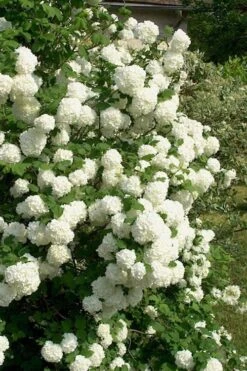European Snowball Viburnum Bush - 3 Gallon Pot -Plant Serie Store Viburnum European Snowball 1