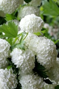 European Snowball Viburnum Bush - 3 Gallon Pot -Plant Serie Store Viburnum European Snowball 5