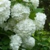 European Snowball Viburnum Bush - 3 Gallon Pot -Plant Serie Store Viburnum European Snowball 6