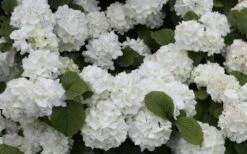 Popcorn Snowball Viburnum Bush - 3 Gallon Pot -Plant Serie Store Viburnum Popcorn 1 1
