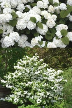 Popcorn Snowball Viburnum Bush - 1 Gallon Pot -Plant Serie Store Viburnum Popcorn 2 500x750 1