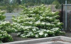 Shasta Doublefile Viburnum - 3 Gallon Pot 13 Shasta Doublefile Viburnum - 3 Gallon Pot -Plant Serie Store Viburnum Shasta 8