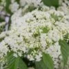 Snow Joey Viburnum - 2 Gallon Pot -Plant Serie Store Viburnum Snow Joey 1