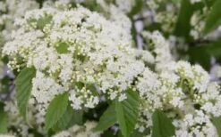 Snow Joey Viburnum - 2 Gallon Pot -Plant Serie Store Viburnum Snow Joey 2