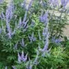 Blue Chaste Tree - Vitex Agnus-castus - 3 Gallon Pot -Plant Serie Store Vitex Agnus Castus Chaste Tree rev 500x750 1