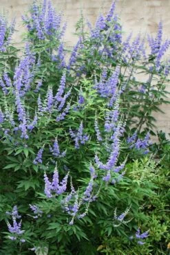 Blue Chaste Tree - Vitex Agnus-castus - 3 Gallon Pot