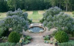 Blue Chaste Tree - Vitex Agnus-castus - 3 Gallon Pot -Plant Serie Store Vitex Chaste Tree 11