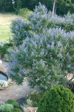 Blue Chaste Tree - Vitex Agnus-castus - 3 Gallon Pot -Plant Serie Store Vitex Chaste Tree 13