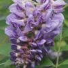 Amethyst Falls Wisteria Vine - 3 Gallon Pot -Plant Serie Store Wisteria Amethyst Falls Rev 500x750 1