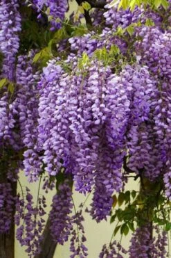 Fragrant Royal Purple Wisteria Vine - 5 Gallon Pot -Plant Serie Store Wisteria Royal Purple 1
