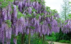 Fragrant Royal Purple Wisteria Vine - 5 Gallon Pot -Plant Serie Store Wisteria Royal Purple 4