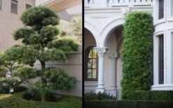 Podocarpus Macrophyllus Upright Yew - 6 Pack Of 1 Gallon Pots -Plant Serie Store Yew Podocarpus 2