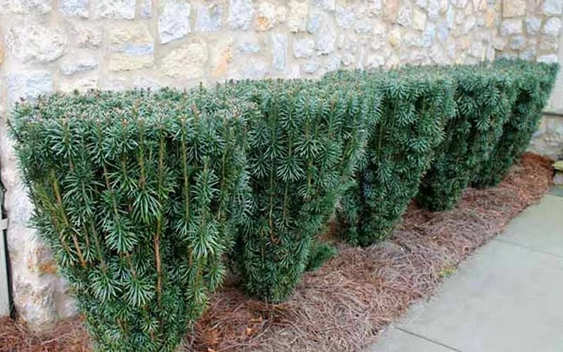Upright Japanese Plum Yew - Cephalotaxus Harringtonia 'Fastigiata' - 6 Pack Of 1 Gallon Pots 8 Upright Japanese Plum Yew - Cephalotaxus Harringtonia 'Fastigiata' - 6 Pack Of 1 Gallon Pots - Image 6