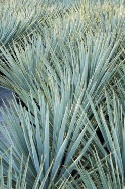 Blue Sentry Yucca - 1 Gallon Pot -Plant Serie Store Yucca Blue Sentry 2
