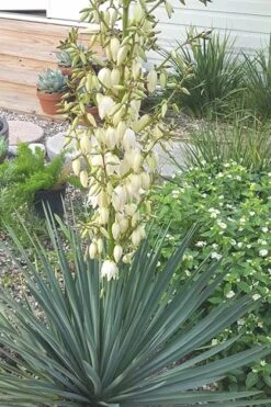 Blue Sentry Yucca - 1 Gallon Pot -Plant Serie Store Yucca Blue Sentry 3