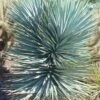 Blue Sentry Yucca - 1 Gallon Pot -Plant Serie Store Yucca Blue Sentry 5