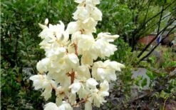 Color Guard Yucca - 3 Gallon Pot -Plant Serie Store Yucca Color Guard Flowers Closeup 1