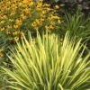 Color Guard Yucca - 3 Gallon Pot -Plant Serie Store Yucca Color Guard Rev 500x750 2