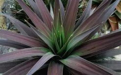 Blue Boy Yucca - 3 Gallon Pot -Plant Serie Store Yucca MaBlue Boy 1