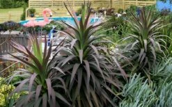 Blue Boy Yucca - 3 Gallon Pot -Plant Serie Store Yucca MaBlue Boy 8