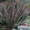 Magenta Magic Yucca - 3 Gallon Pot -Plant Serie Store Yucca Magenta Magic 15