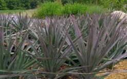 Magenta Magic Yucca - 1 Gallon Pot -Plant Serie Store Yucca Magenta Magic 2 1