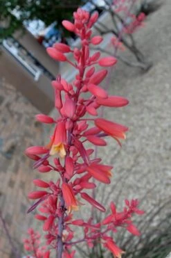 Red Yucca - 3 Gallon Pot -Plant Serie Store Yucca Red 5