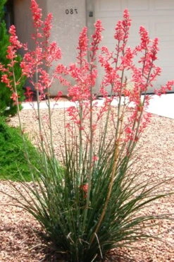 Red Yucca - 3 Gallon Pot -Plant Serie Store Yucca Red 6
