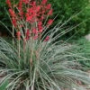Red Yucca - 3 Gallon Pot -Plant Serie Store Yucca Red 8