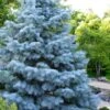 Blue Cloak White Fir (Abies Concolor) - 2 Gallon Pot -Plant Serie Store abies concolor blue cloak white fir 1