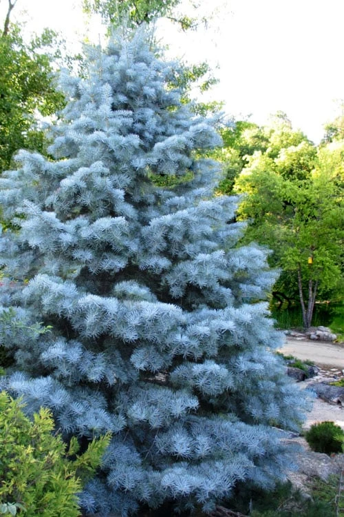 Blue Cloak White Fir (Abies Concolor) - 2 Gallon Pot 3 Blue Cloak White Fir (Abies Concolor) - 2 Gallon Pot