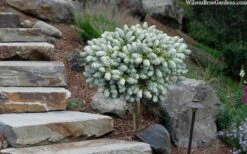 Ice Breaker Korean Fir (Single Trunk Topiary) - 2 Gallon Pot 11 Ice Breaker Korean Fir (Single Trunk Topiary) - 2 Gallon Pot -Plant Serie Store abies koreana kouhouts ice breaker korean fir 2