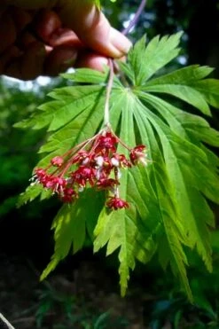 Dancing Peacock Japanese Maple (Acer Japonicum 'Aconitifolium') - 3 Gallon Pot (2-3') -Plant Serie Store acer japonicum aconitifolium dancing peacock japanese maple 6