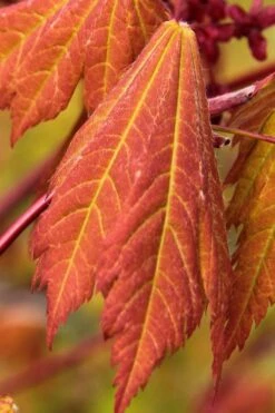 Emmett's Pumpkin Japanese Maple (Acer Japonicum) - 1 Gallon Pot -Plant Serie Store acer japonicum emmets pumpkin japanese maple 1
