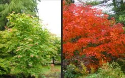 Emmett's Pumpkin Japanese Maple (Acer Japonicum) - 1 Gallon Pot -Plant Serie Store acer japonicum emmets pumpkin japanese maple 10