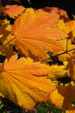 Emmett's Pumpkin Japanese Maple (Acer Japonicum) - 1 Gallon Pot -Plant Serie Store acer japonicum emmets pumpkin japanese maple 2