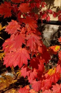 Emmett's Pumpkin Japanese Maple (Acer Japonicum) - 1 Gallon Pot -Plant Serie Store acer japonicum emmets pumpkin japanese maple 5