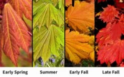 Emmett's Pumpkin Japanese Maple (Acer Japonicum) - 1 Gallon Pot -Plant Serie Store acer japonicum emmets pumpkin japanese maple 7