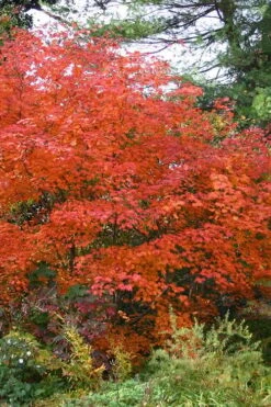 Emmett's Pumpkin Japanese Maple (Acer Japonicum) - 1 Gallon Pot -Plant Serie Store acer japonicum emmets pumpkin japanese maple 9