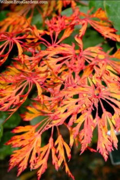 Fairy Lights Full Moon Japanese Maple - 3 Gallon Pot -Plant Serie Store acer japonicum fairy lights full moon maple 3